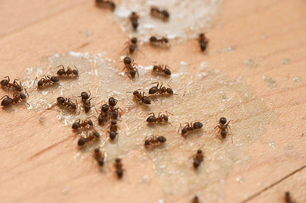 Best Pest Prevention Services  in Van Buren, MO